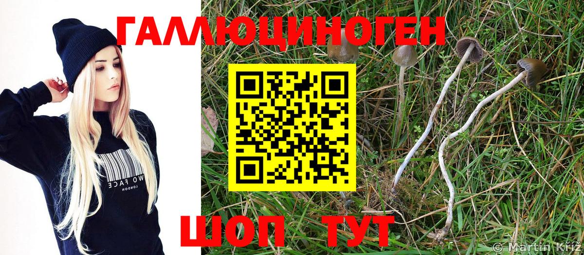 Заволжье  цены   Вход с VPN  Псилоцибиновые грибы GOLDEN TEACHER 